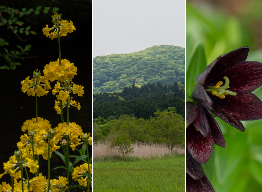 Bus ride to Botanical wetland, Hakone