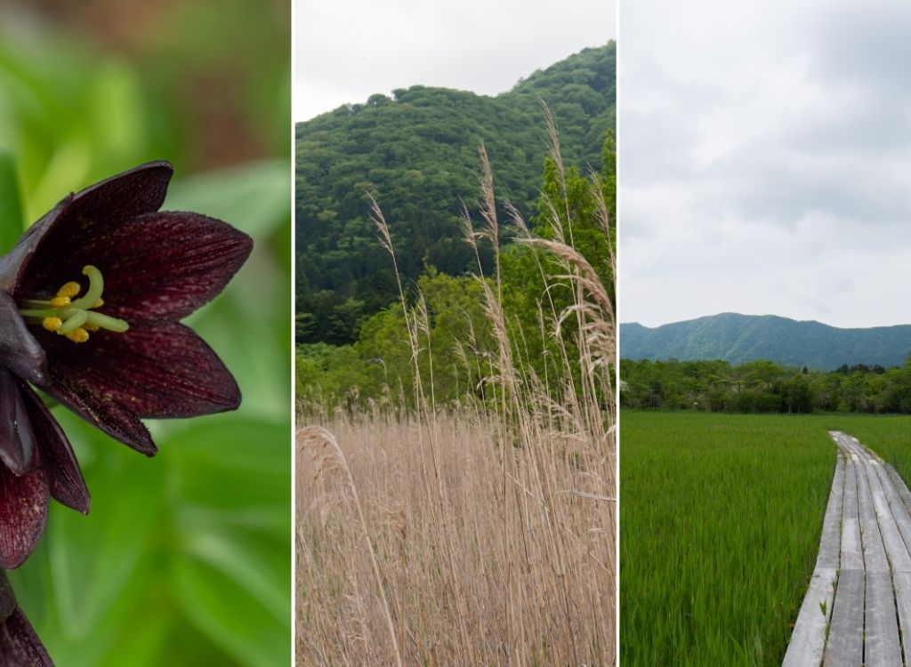 Botanical Garden and Wetlands of Hakone