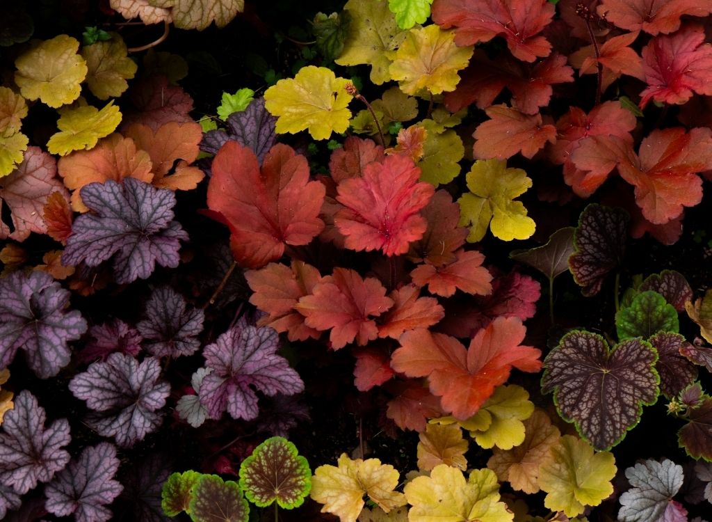 Couleurs de la nature - dormir à Hakone pour en profiter