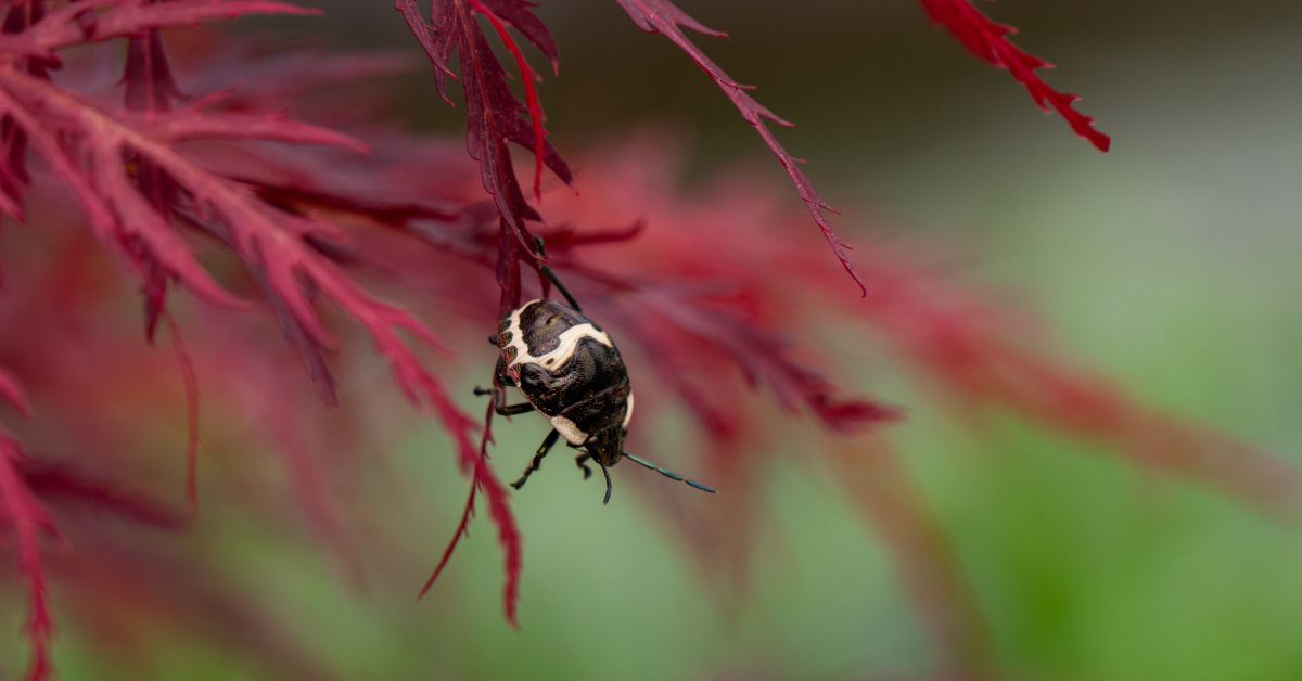 Garden of Hakone
