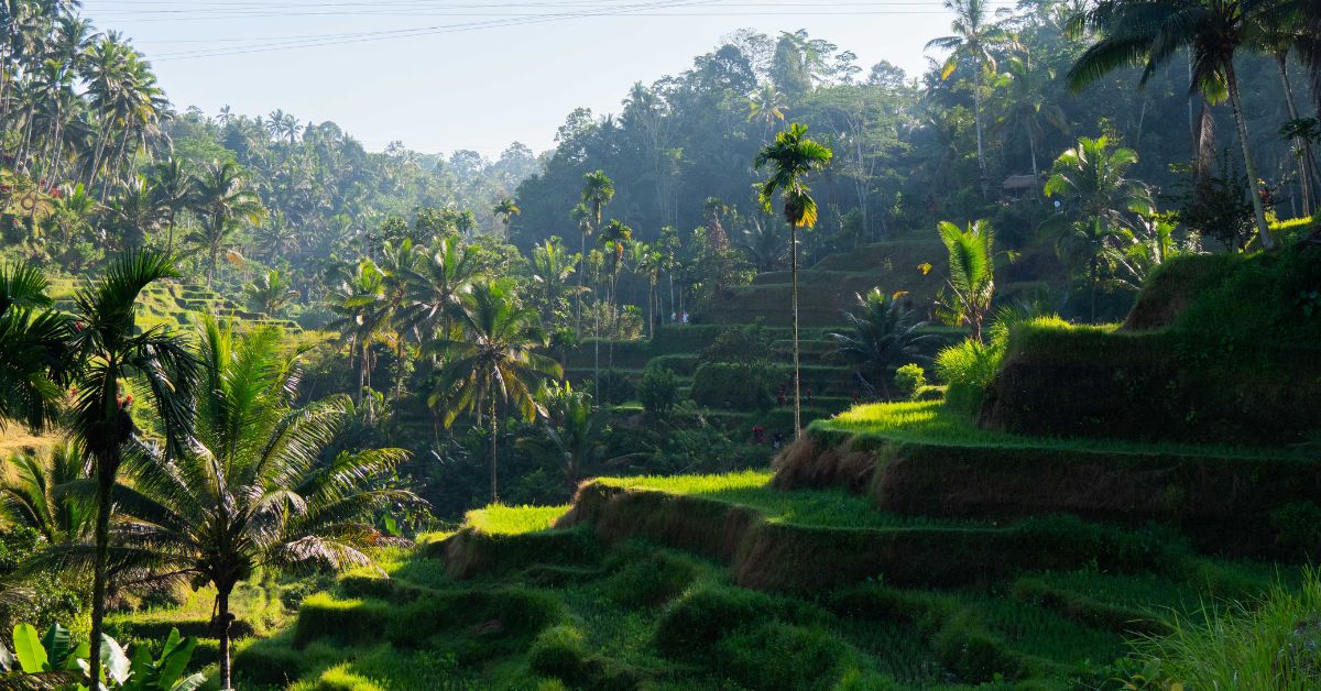 Ricefields in Bali