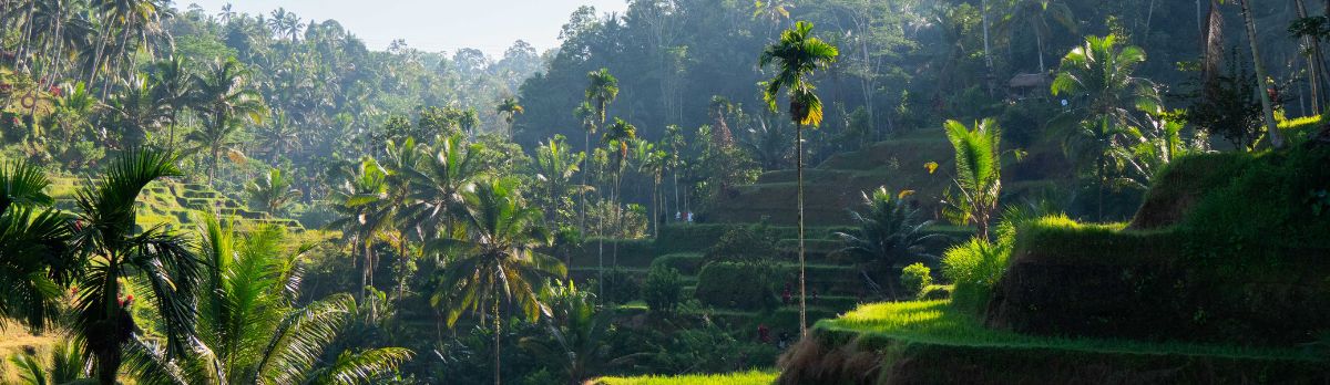 Rice fields in Bali, Ubud