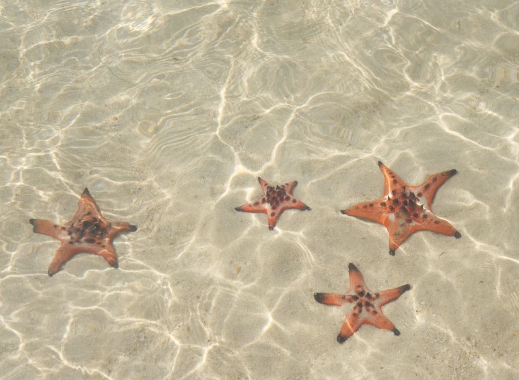 Starfish from starfish beach, Phu Quoc